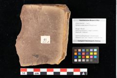 Foto (Objekt + Etikett) von Sphaeria palaeosapindi Ettingshausen (NHMW-GEO-2024-0188-0041)